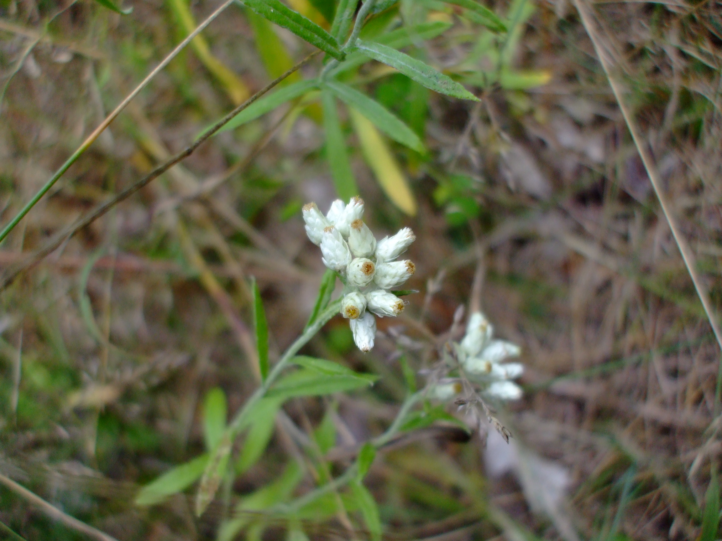 Gnaphalium macounii